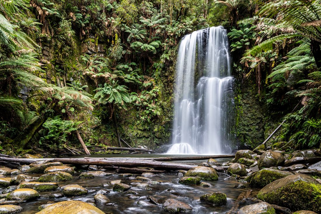 Beech forest in the Great Otway National Park, Victoria