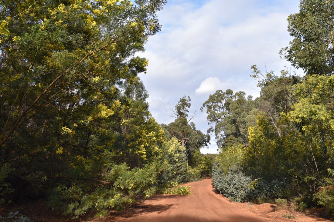 Wattle trees in Helena National Park, Western Australia
