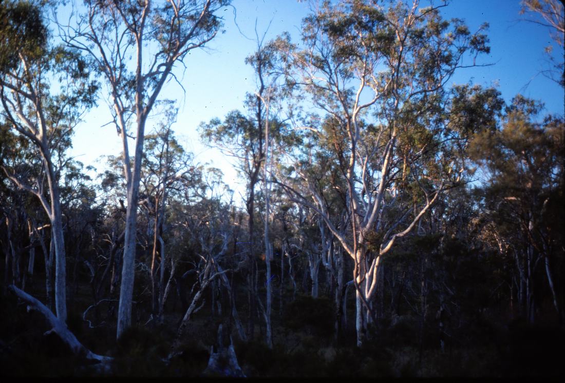 Open eucalyptus forest in Queensland