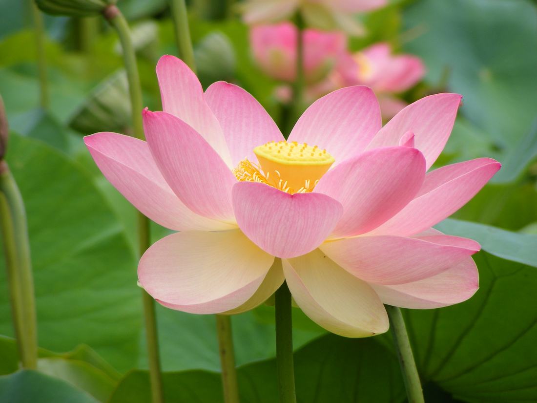 A lotus flower in the Adelaide Botanic Garden