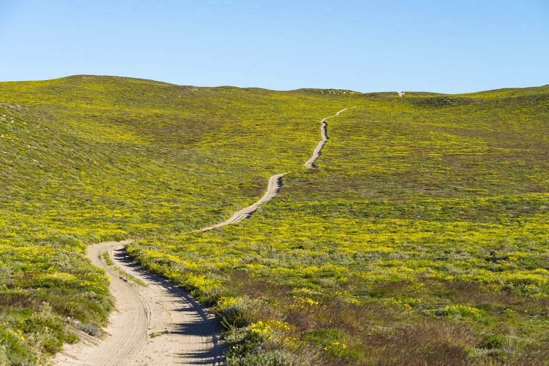 Wildflowers in Edel Land National Park, Western Australia
