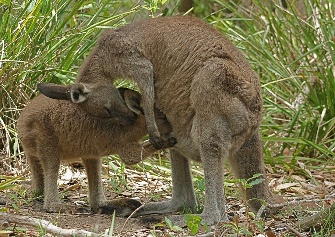 An eastern grey kangaroo feeding