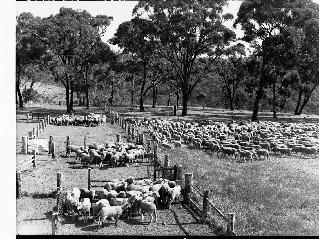 Sheep on a farm at Craigburn, South Australia