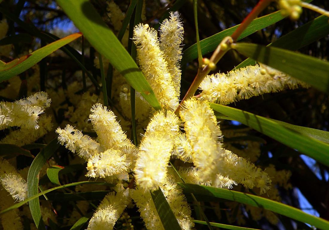 Wattle flowers
