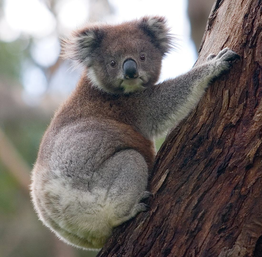 A koala climbing a tree